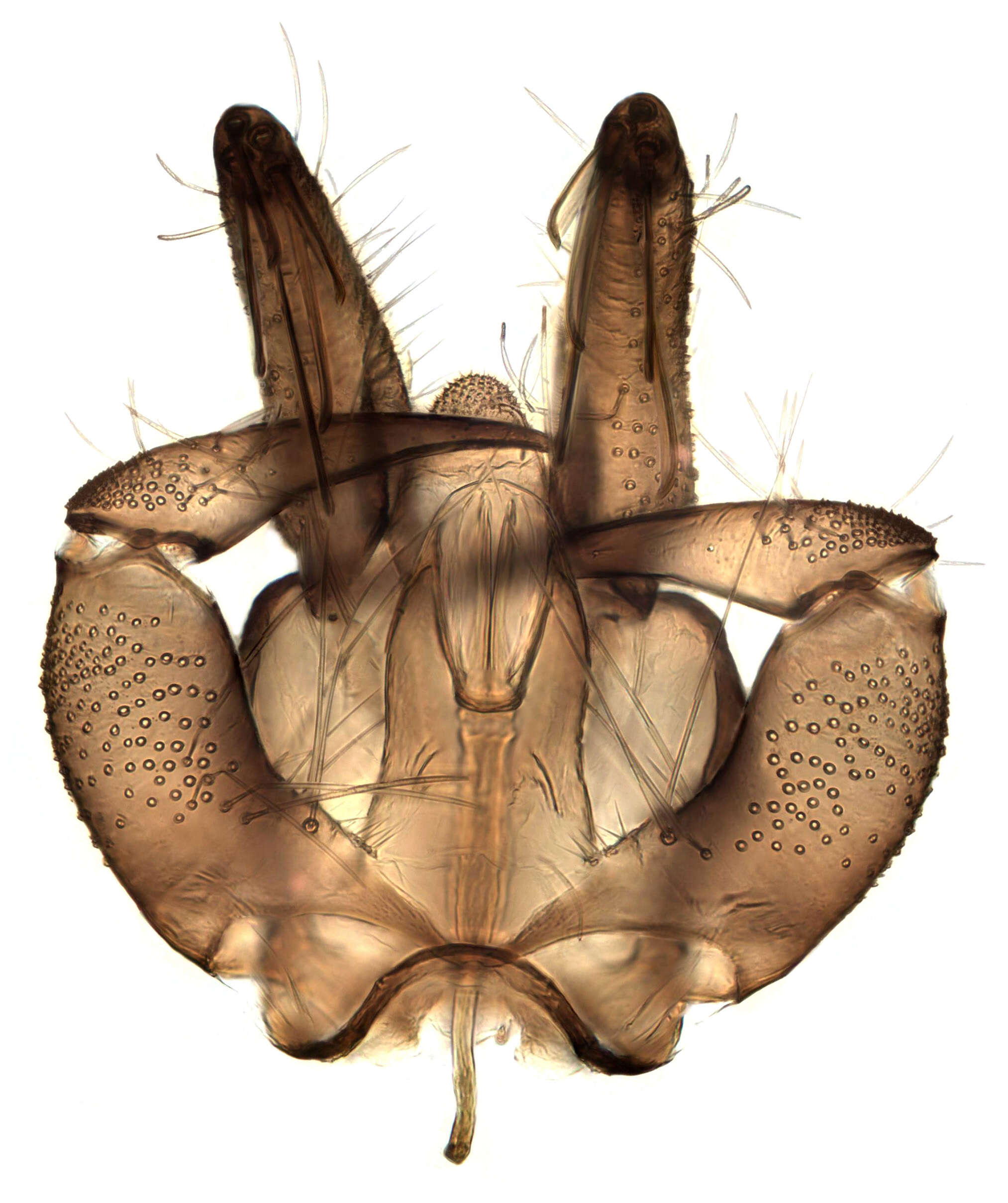 Image of moth flies and sand flies