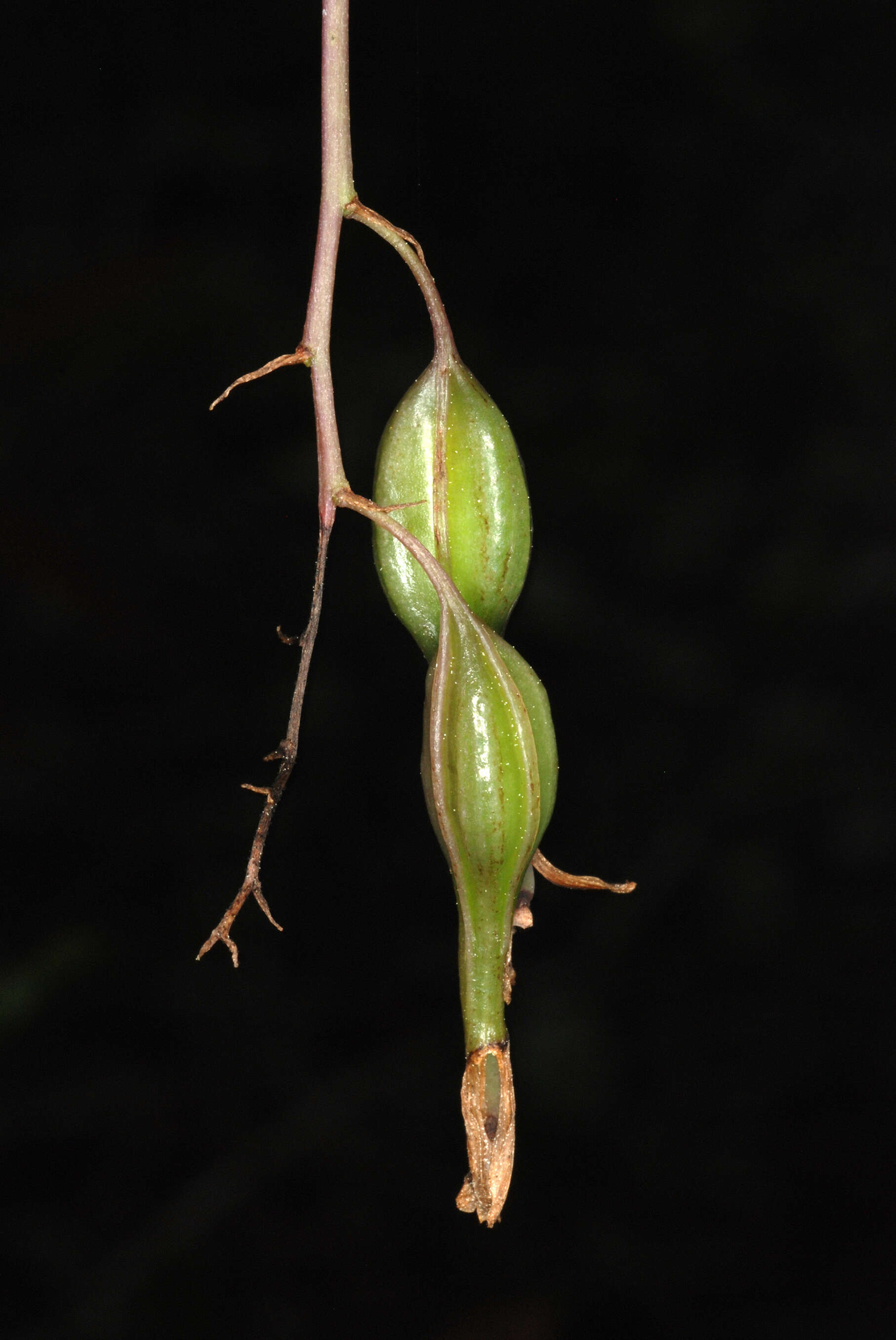 Image of green fly orchid