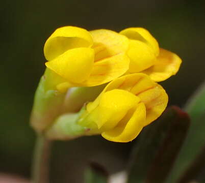 Image of yellow bird's-foot