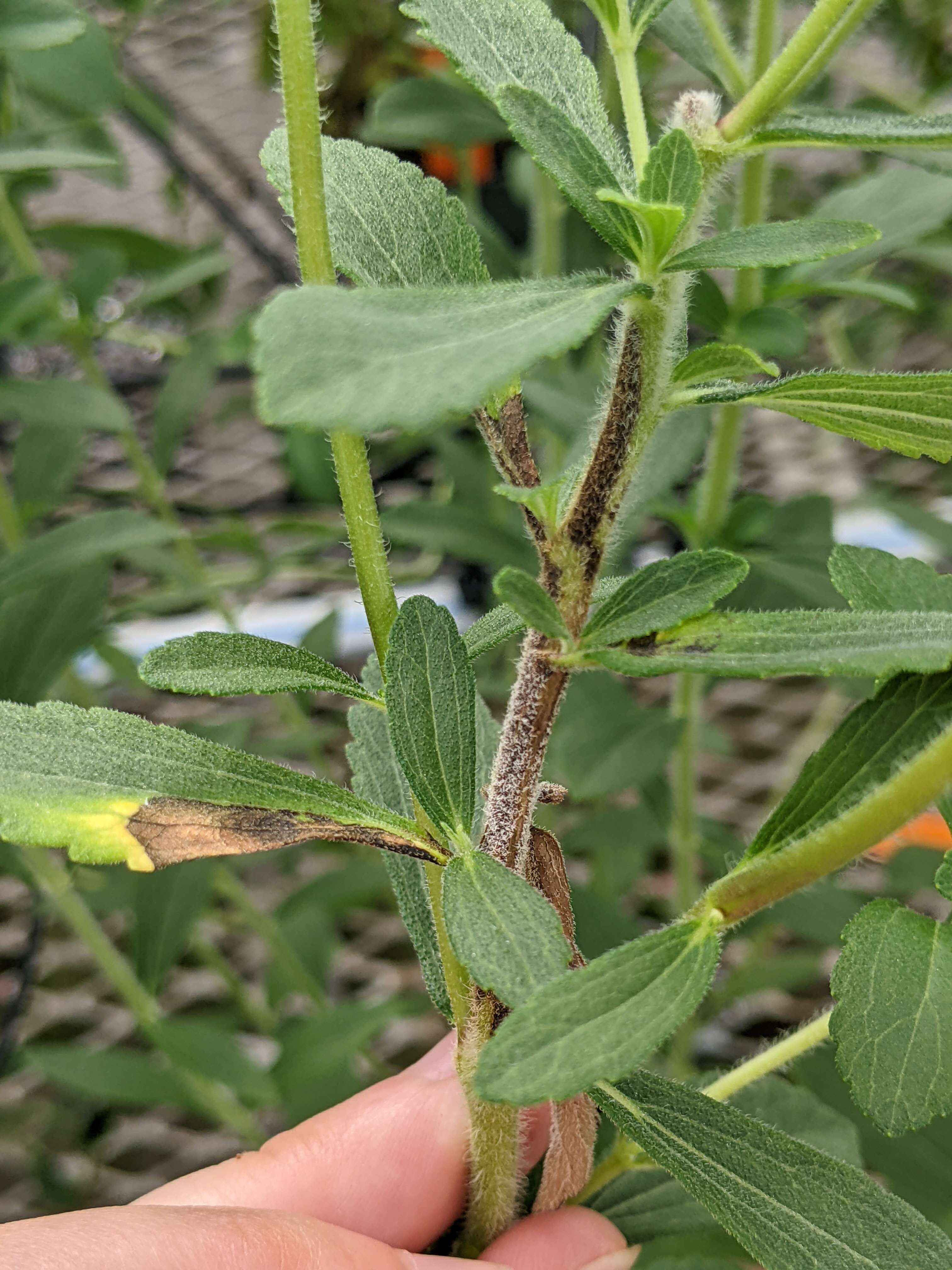 Sivun Stevia rebaudiana (Bertoni) Bertoni kuva