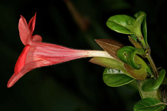 Image of Barleria repens Nees