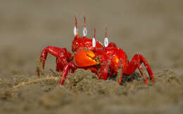 Image of red ghost crab