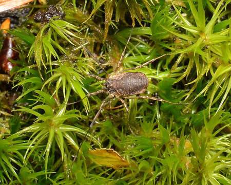 Image of Oligolophus tridens (C. L. Koch 1836)