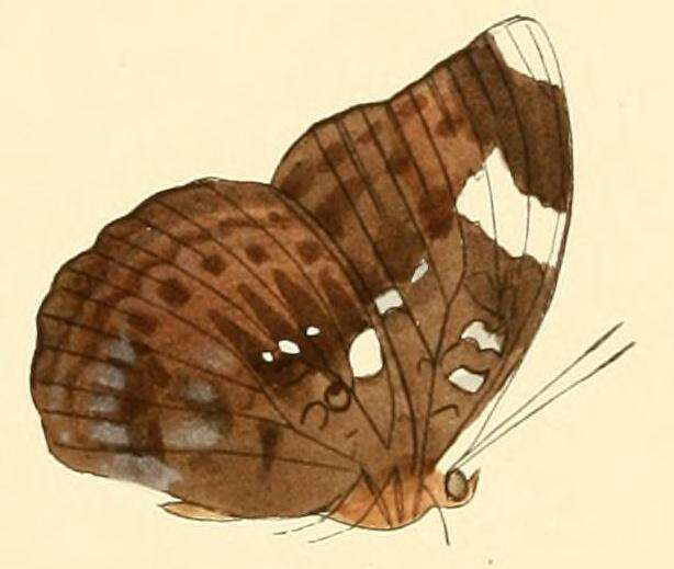 Image of Bebearia phranza Hewitson 1865