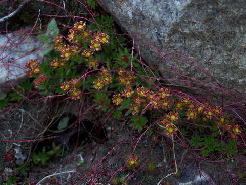 Plancia ëd Saxifraga consanguinea W. W. Sm.