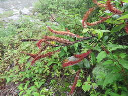 Image of Salix denticulata Andersson