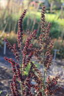 Image of black false hellebore