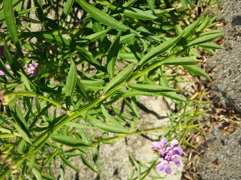 Imagem de Iberis umbellata L.