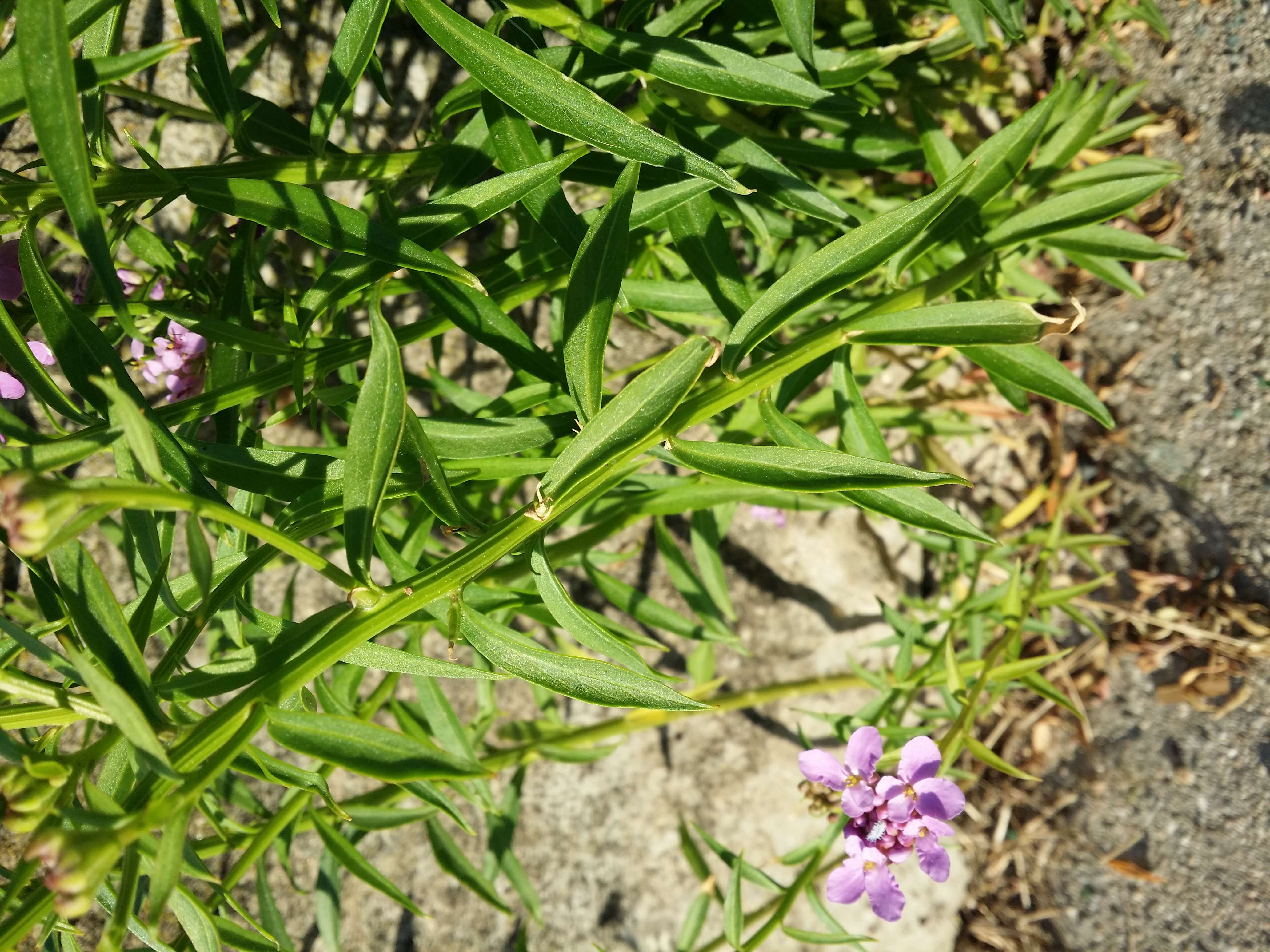 Plancia ëd Iberis umbellata L.