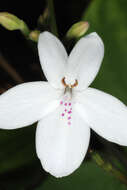 Image de Pseuderanthemum variabile (R. Br.) Radlk.