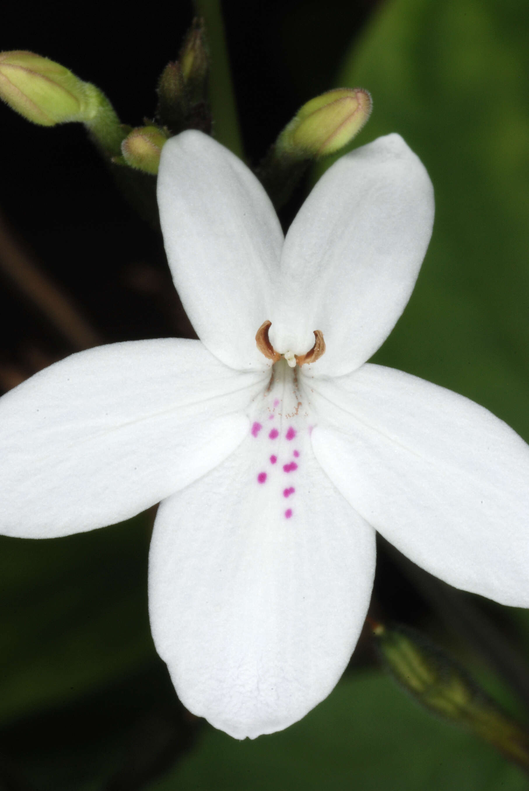 Pseuderanthemum variabile (R. Br.) Radlk. resmi