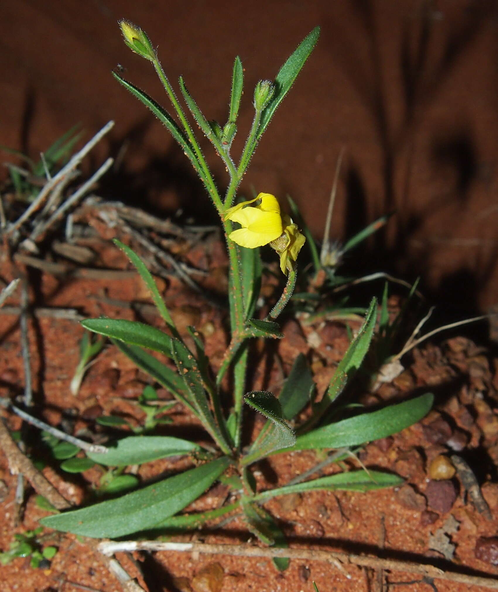 Слика од Goodenia lunata J. M. Black