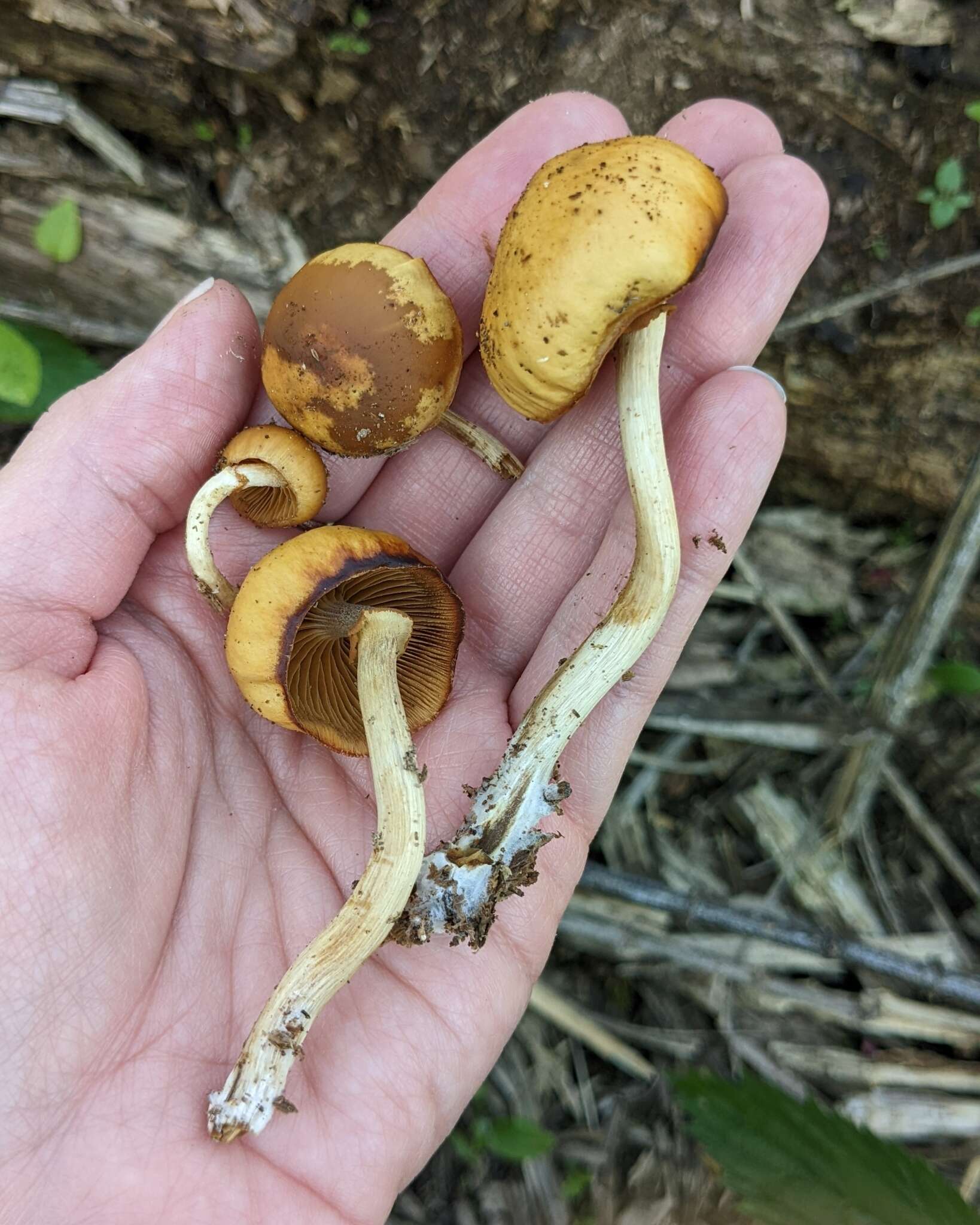 Image of Galerina marginata (Batsch) Kühner 1935