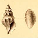 Image of Aoteadrillia bulbacea (R. B. Watson 1881)