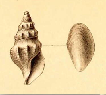 Image of Aoteadrillia bulbacea (R. B. Watson 1881)