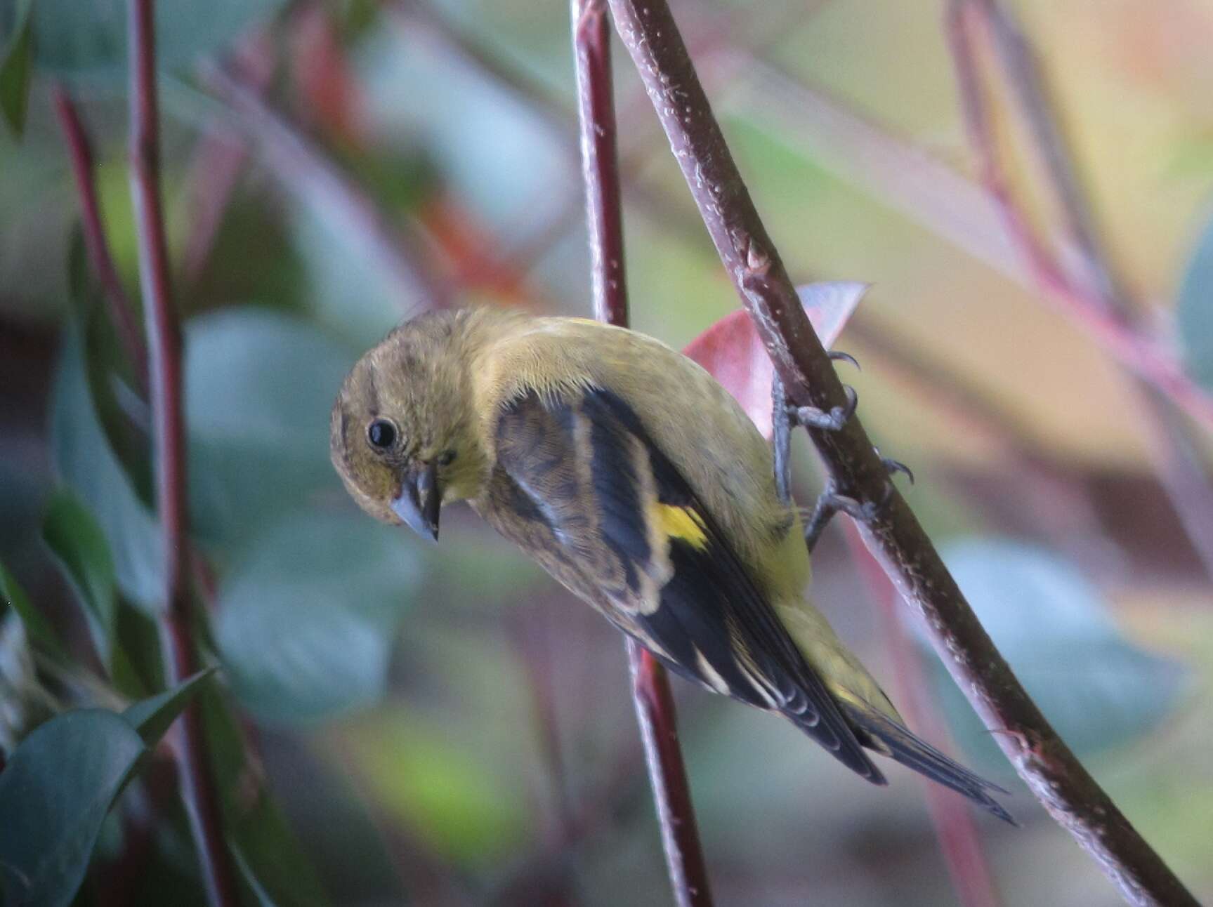 Imagem de Spinus xanthogastrus (Du Bus de Gisignies 1855)