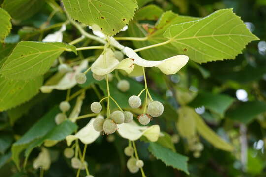 Image of Basswood