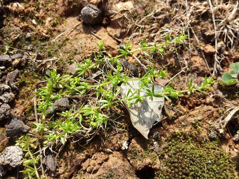 Image of yellow wall bedstraw