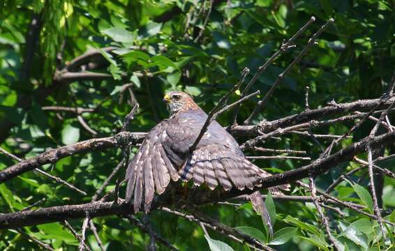 Image of Levant Sparrowhawk