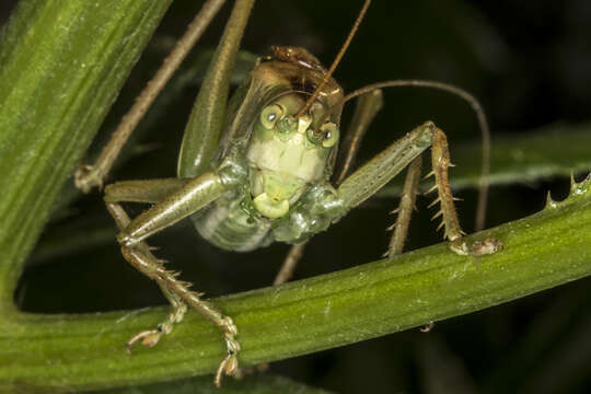 Image of upland green bush-cricket