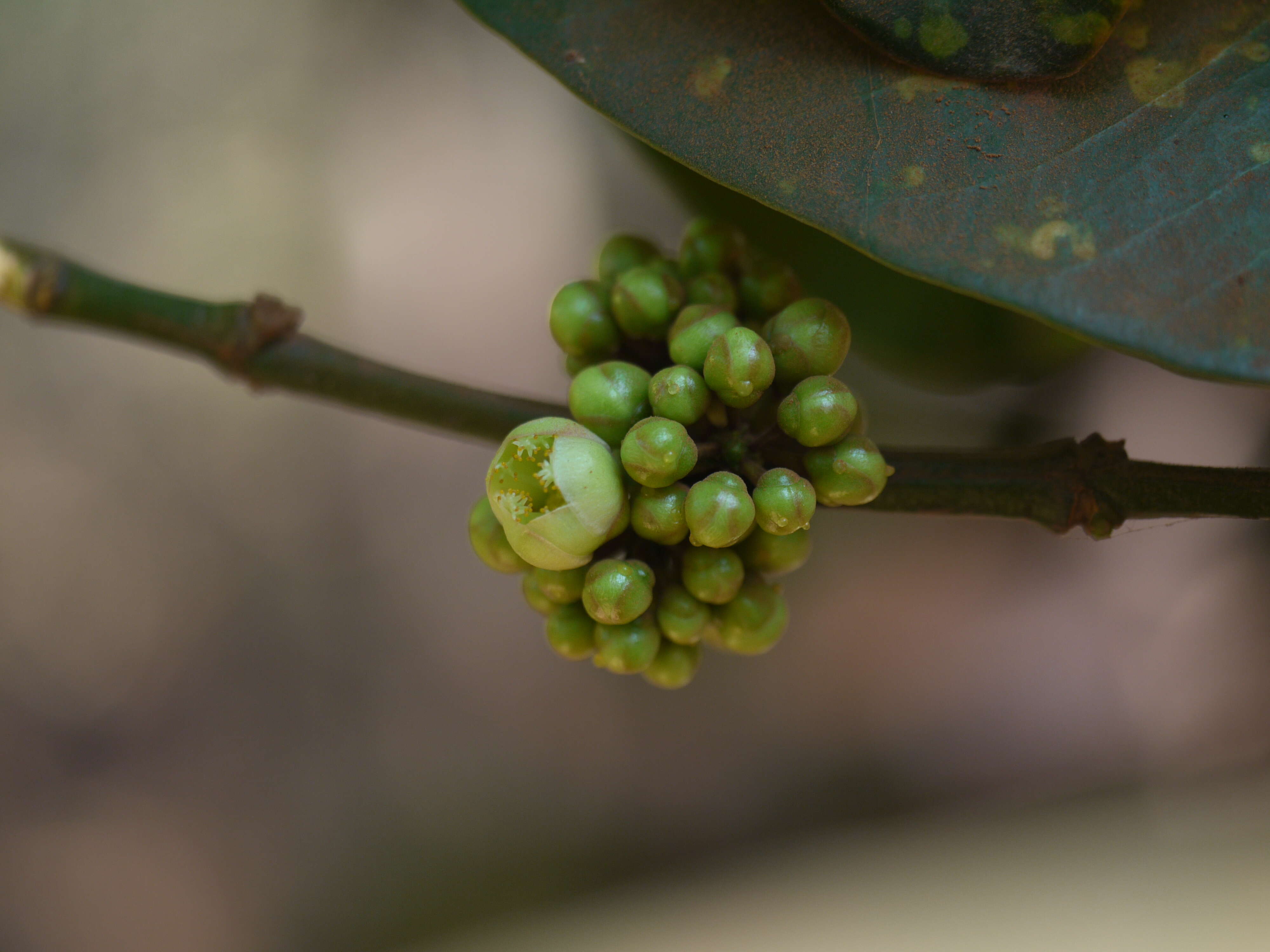 Image of Garcinia talbotii Raiz.