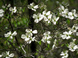 Image of flowering dogwood