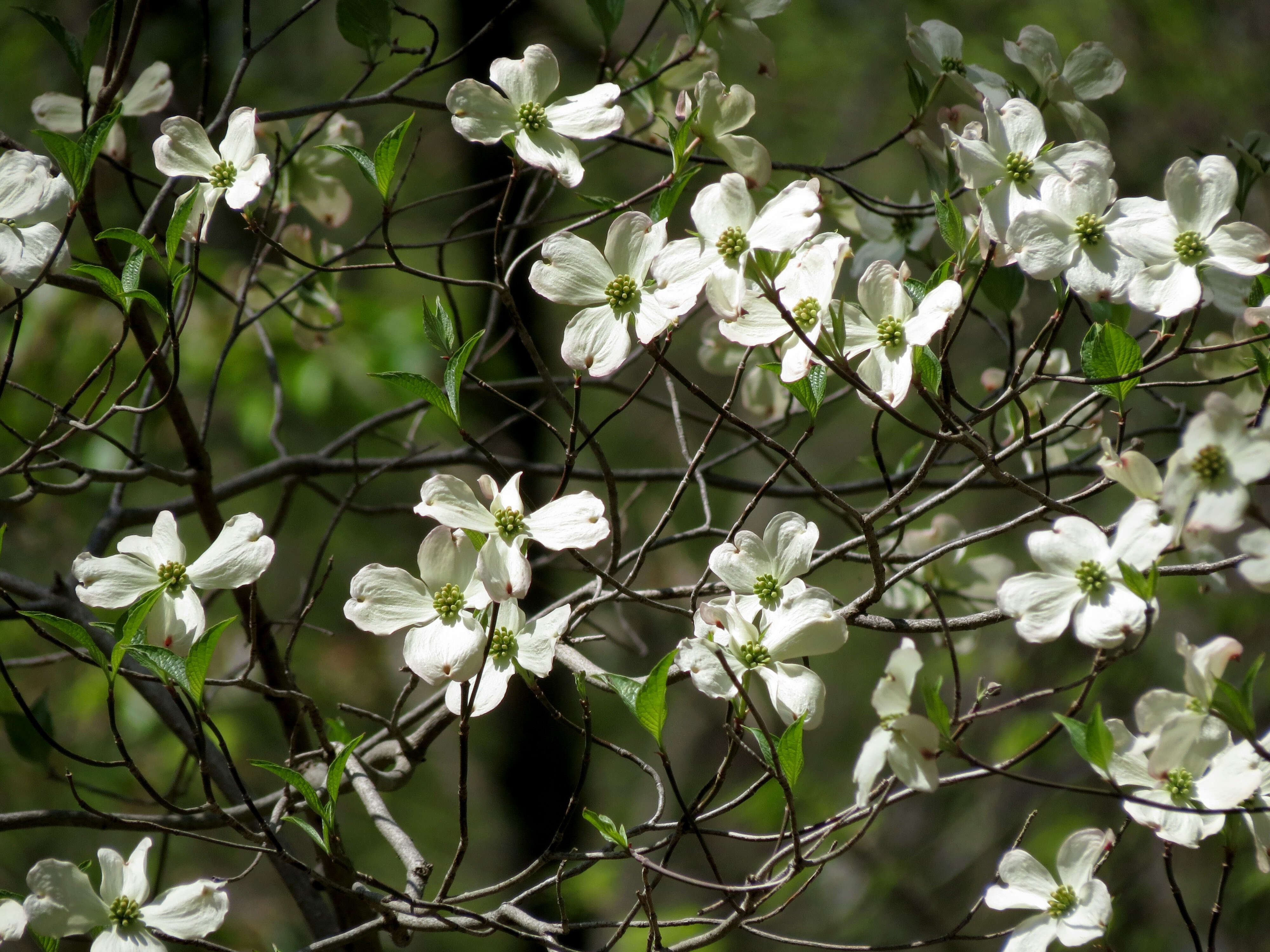 Image of flowering dogwood