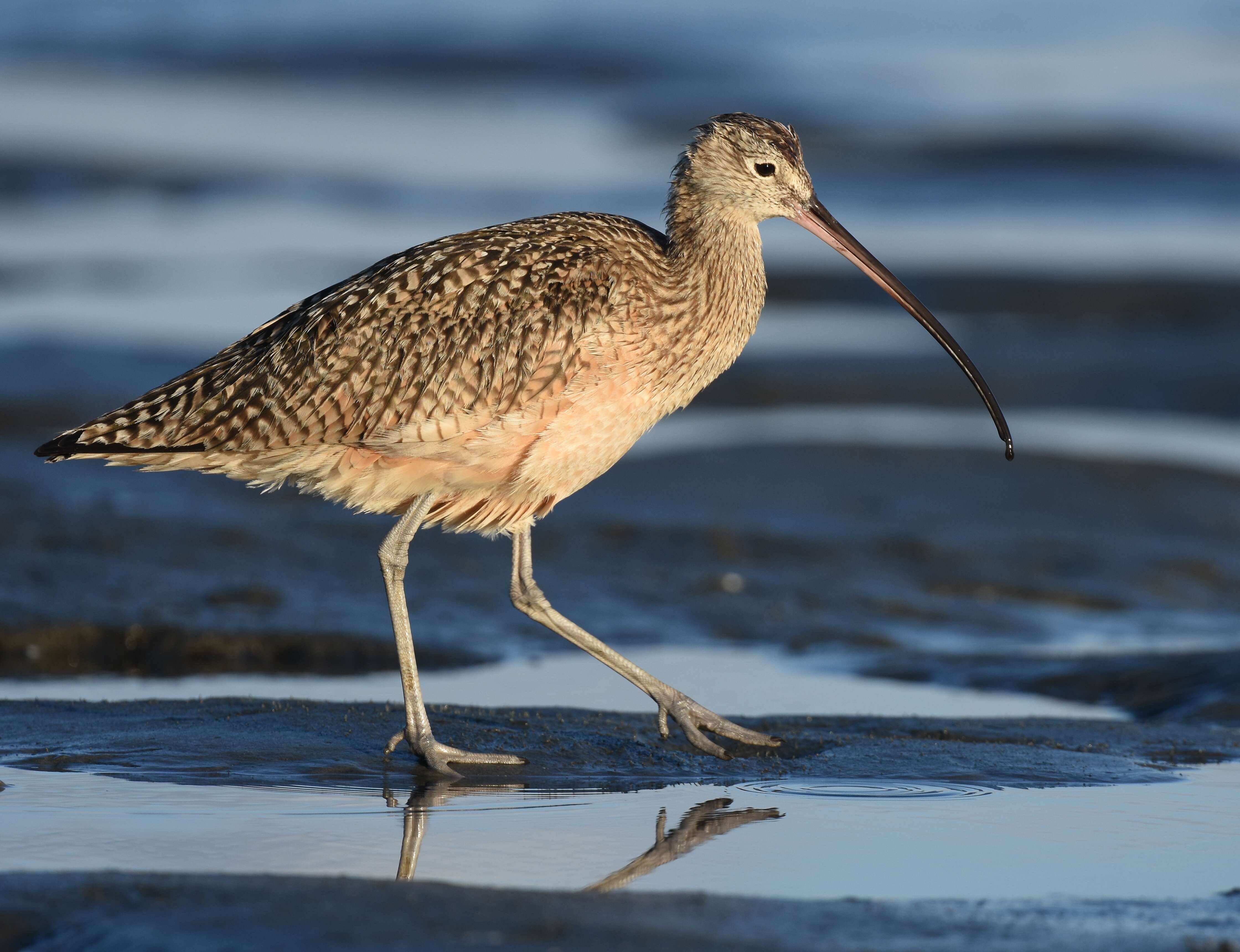 Image of Long-billed Curlew