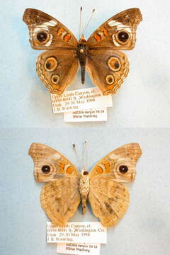 Image of Common buckeye