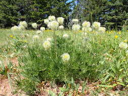 Image of hairy clematis