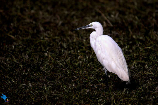 Image of Little Egret