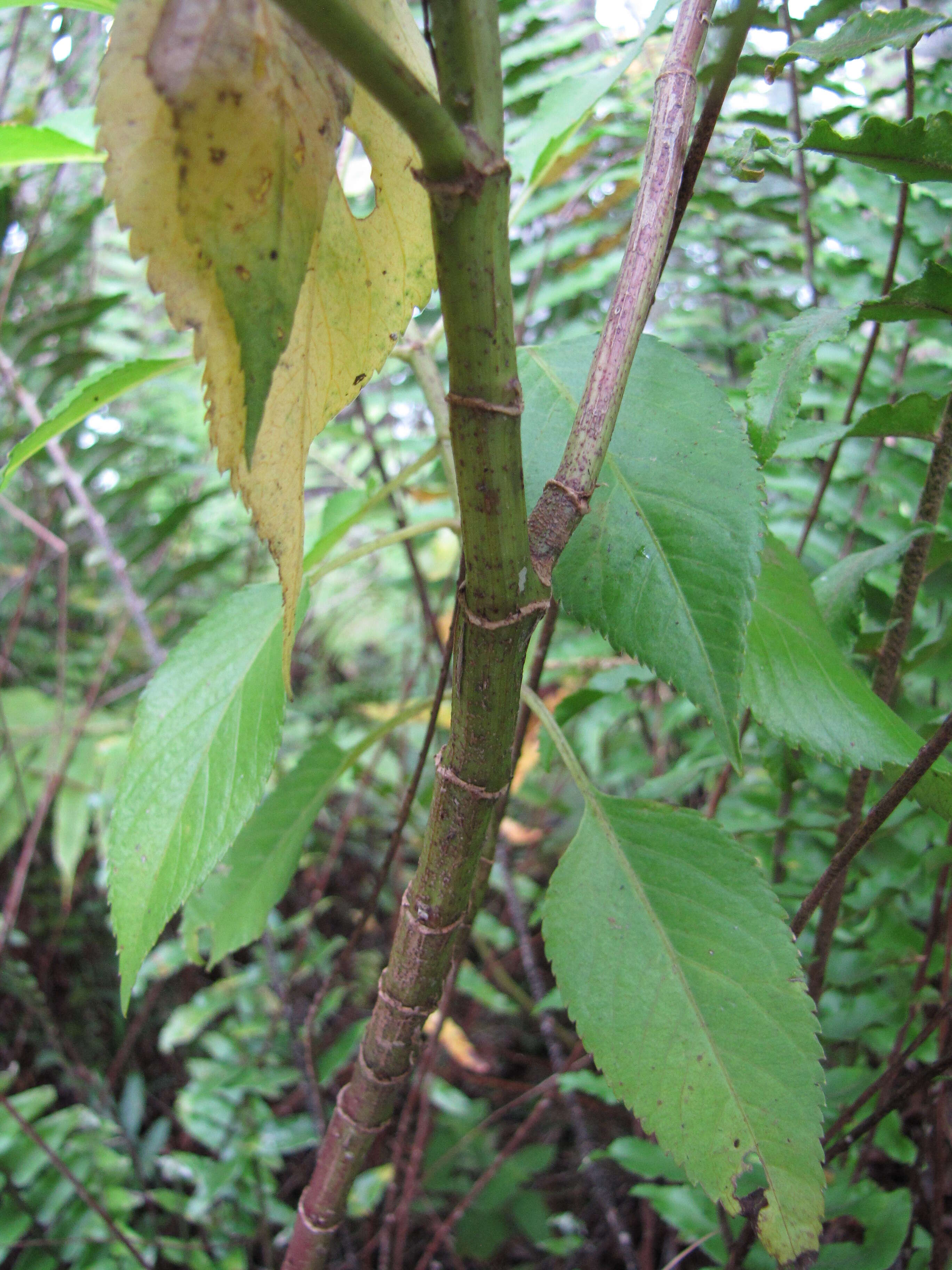 Image of Koko'olau