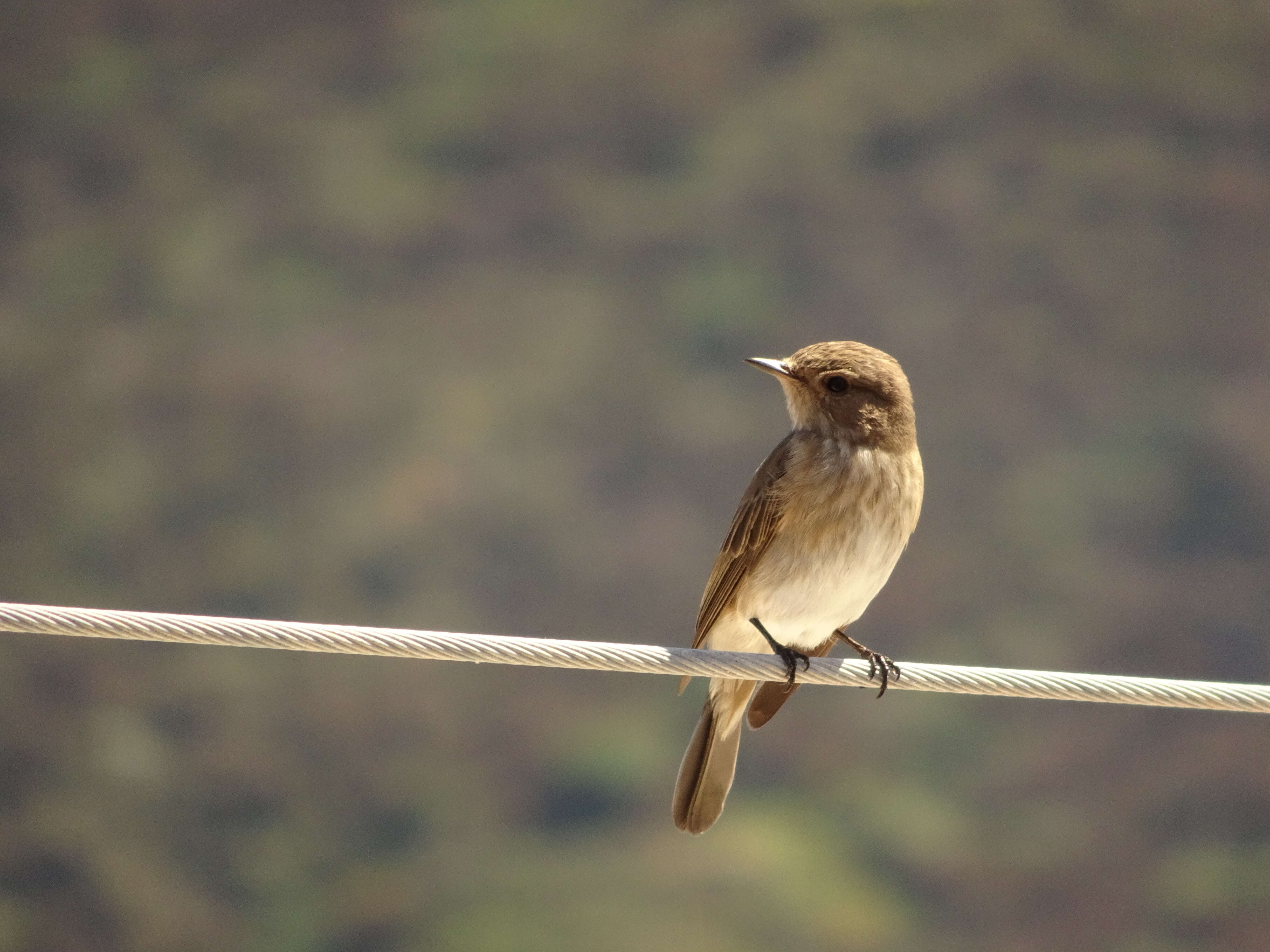 Image of Spotted Flycatcher