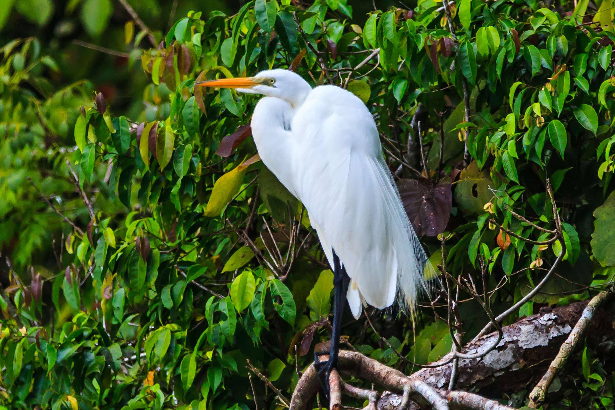 Image of Great Egret