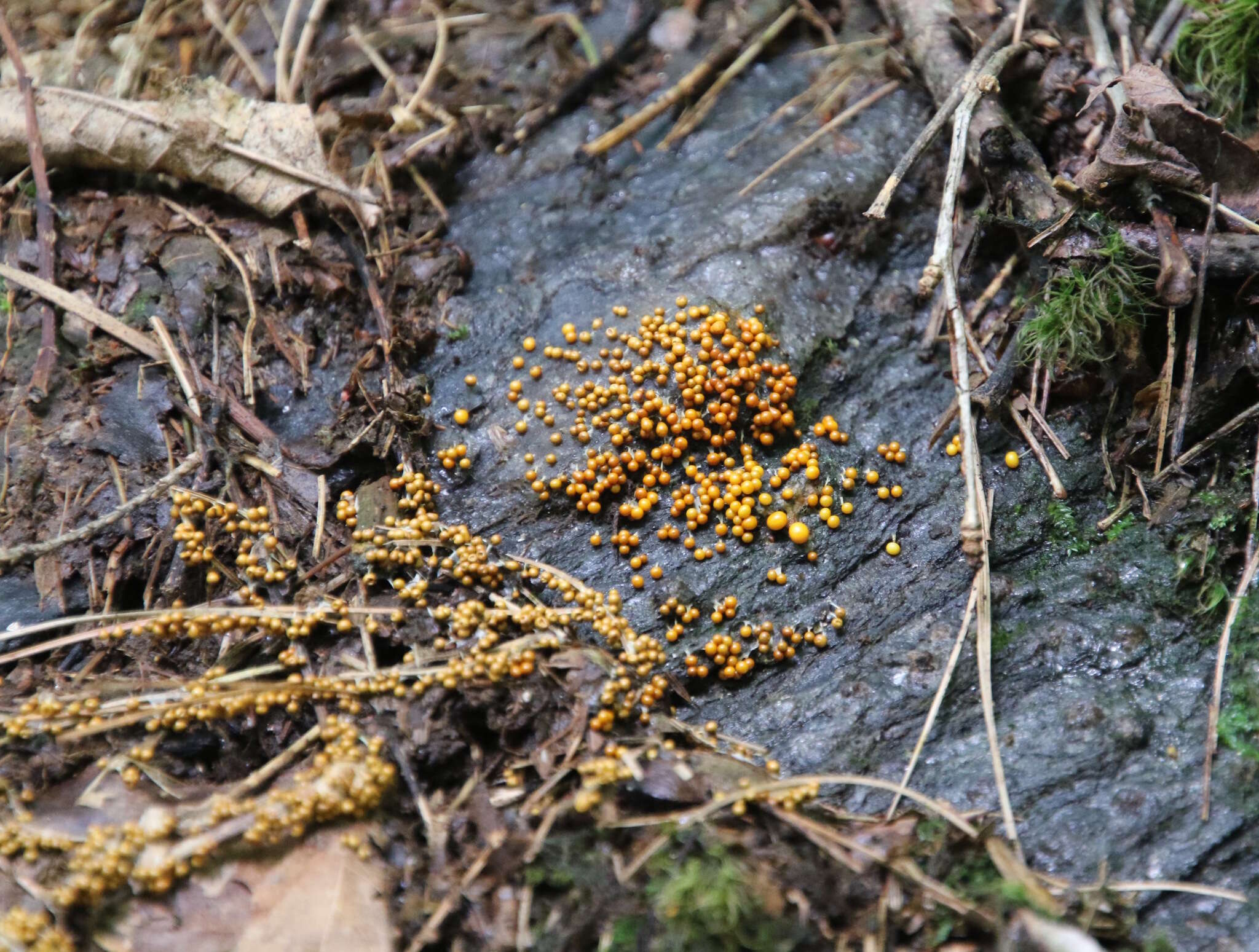 Image of Egg-shell Slime Mould