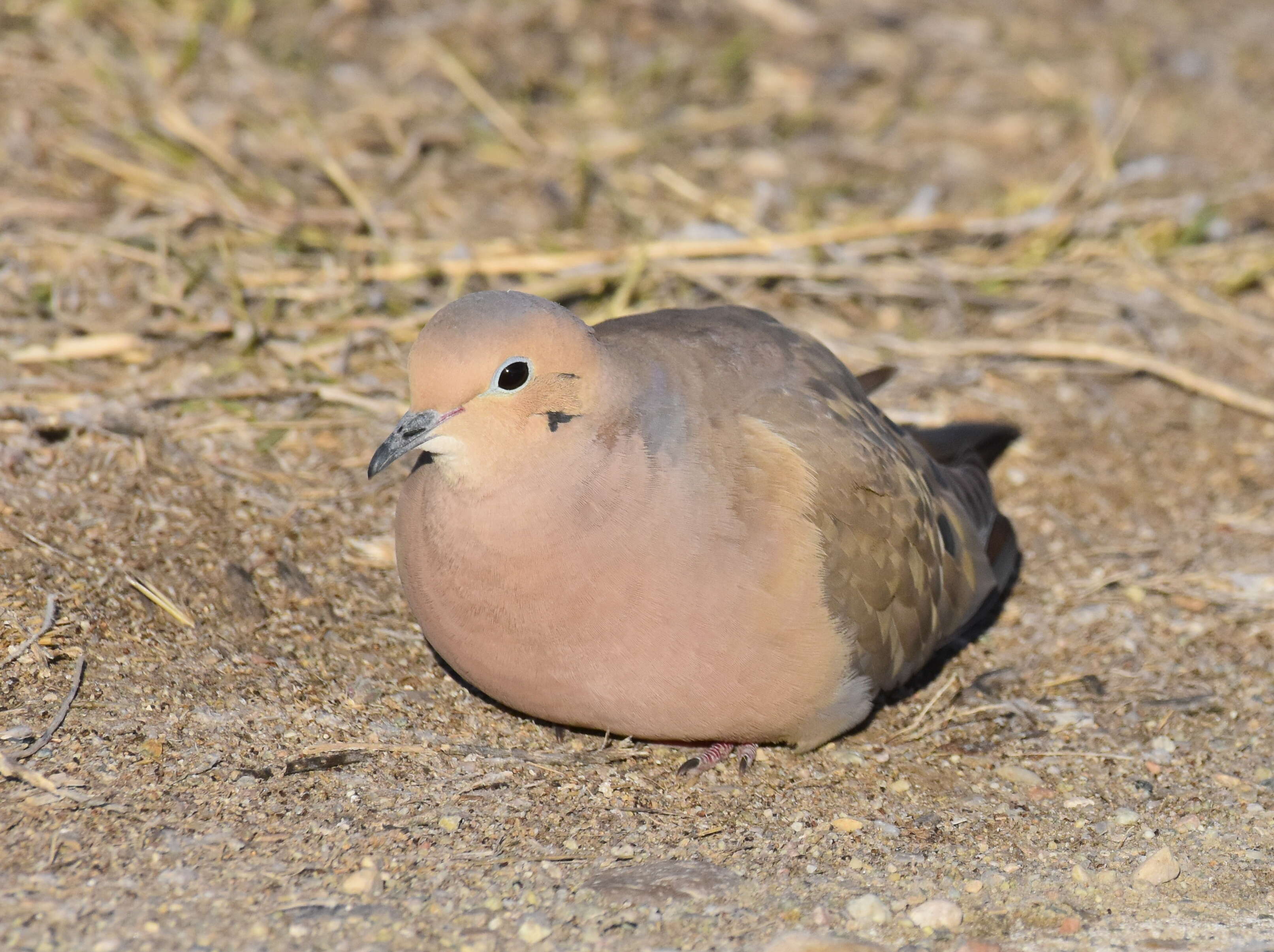 Image of American Mourning Dove