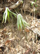 Image of Syneilesis palmata (Thunb.) Maxim.
