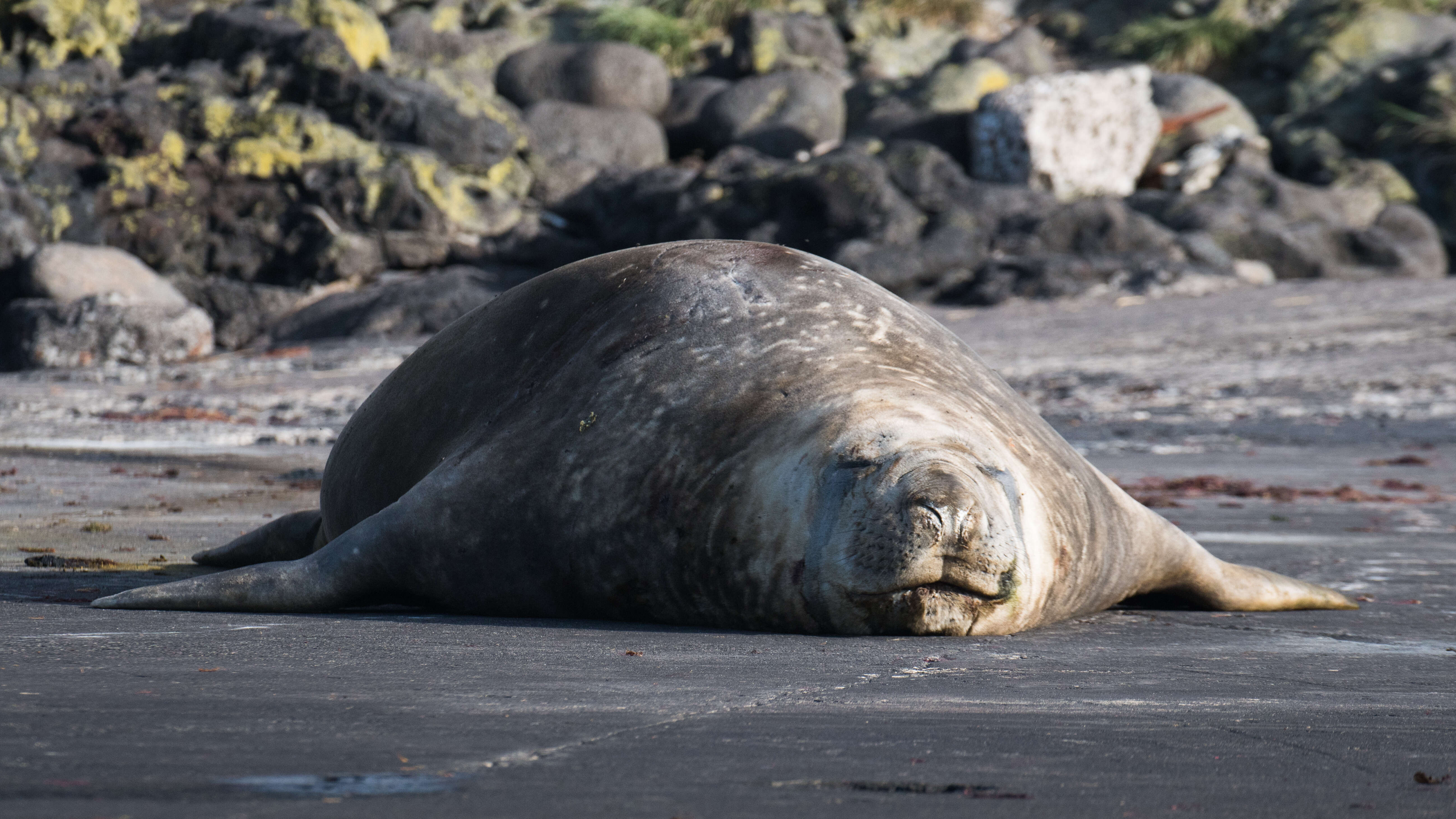 Image of South Atlantic Elephant-seal