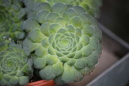 Image of Aeonium tabuliforme