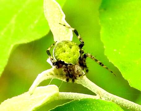 Image de Araneus detrimentosus (O. Pickard-Cambridge 1889)