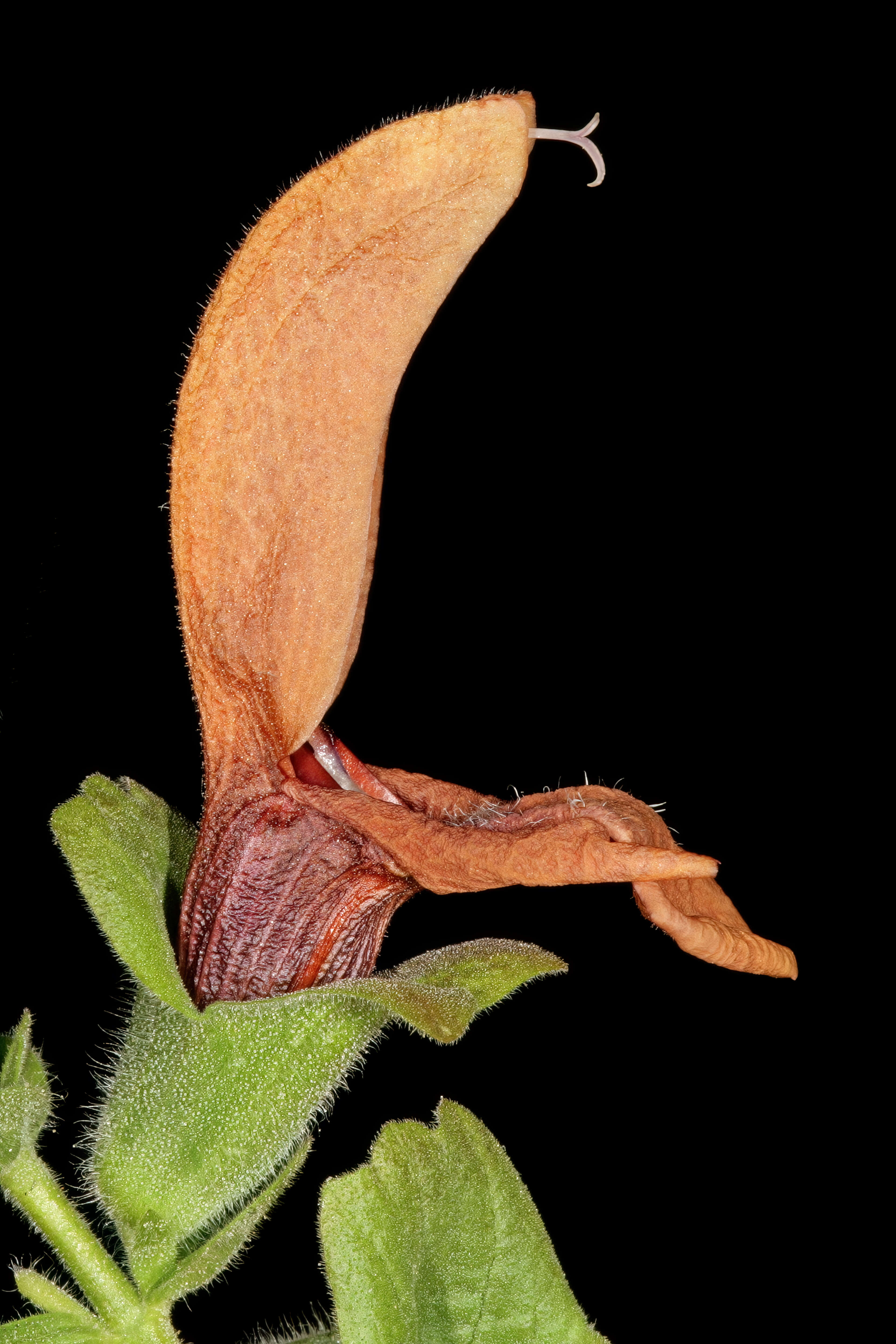 Salvia aurea L. resmi