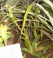 Image of Orthophytum sucrei H. Luther