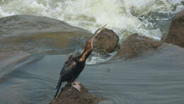 Image of Oriental Darter