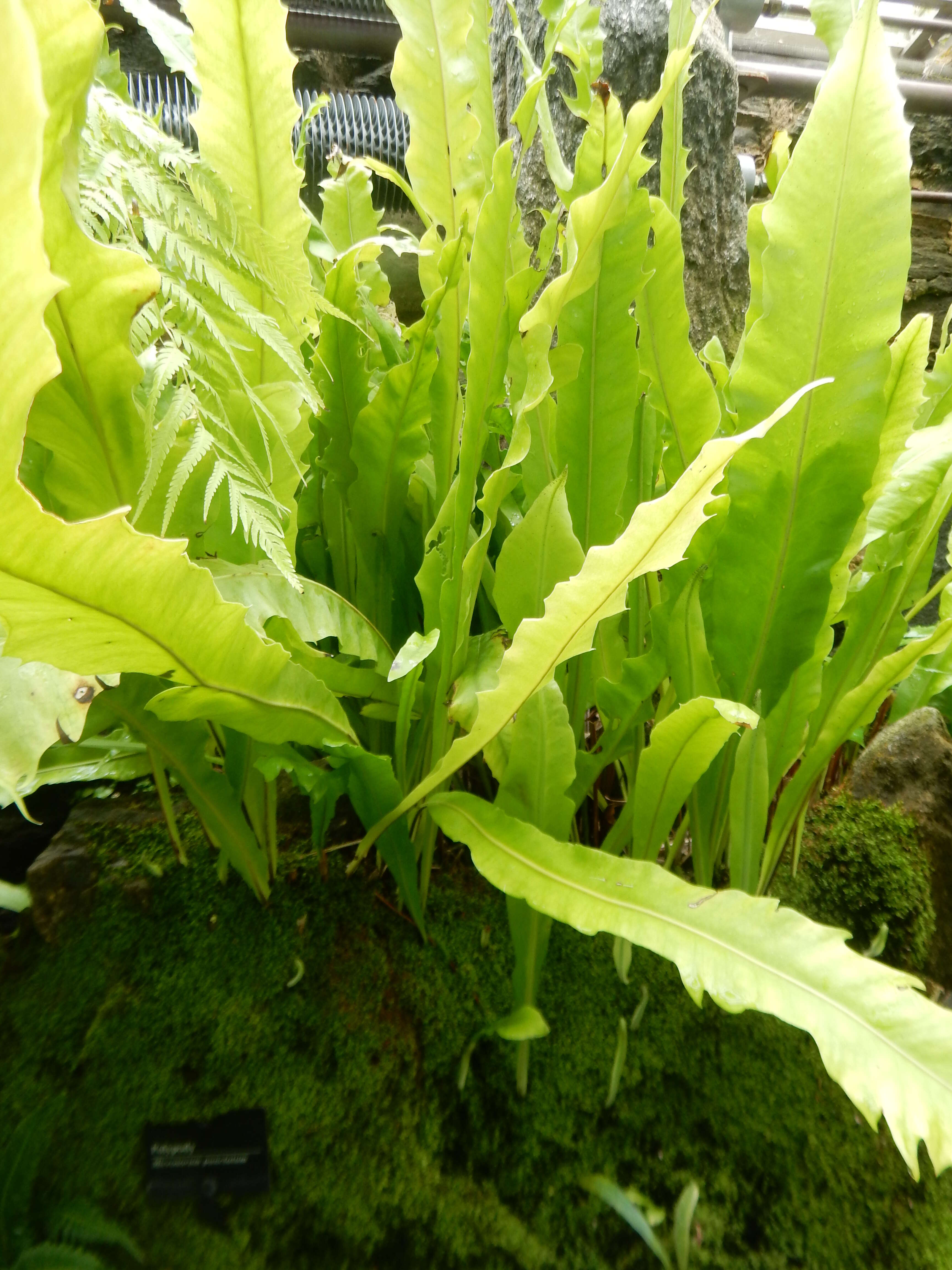 Image of climbing birdsnest fern