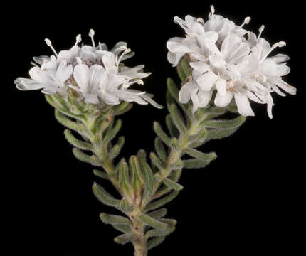 Image of Westringia discipulorum S. Moore