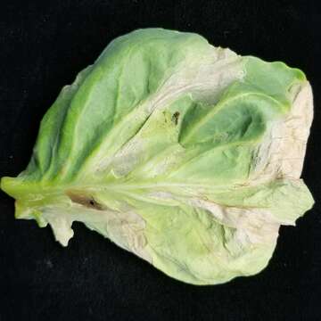 Image of white cabbage