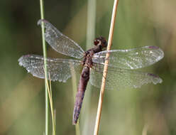 Sivun Erythrodiplax basifusca (Calvert 1895) kuva