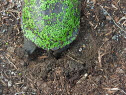 Image of American Red-bellied Turtle