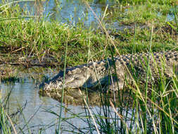 Image of Nile crocodile