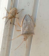 Image of stink bugs